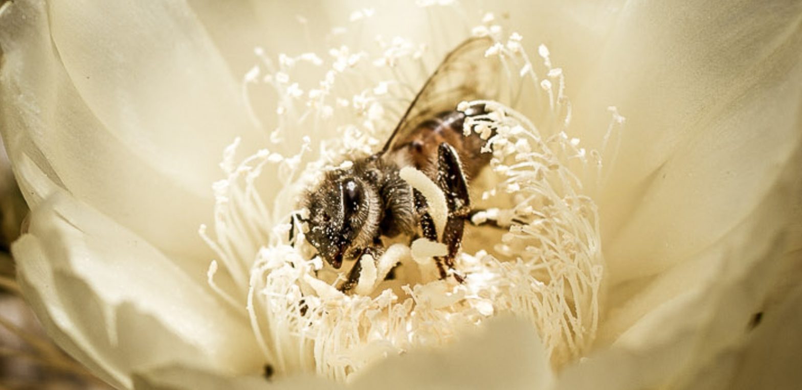 BeeLove.Fun Hero Bee in flower close-up crop